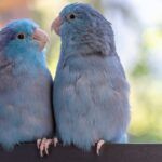 Two blue parrotlets (Forpus) cuddling. | What is the lifespan of a parrotlet?