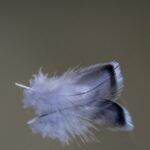 Pequeña pluma de periquito australiano (Melopsittacus undulatus).