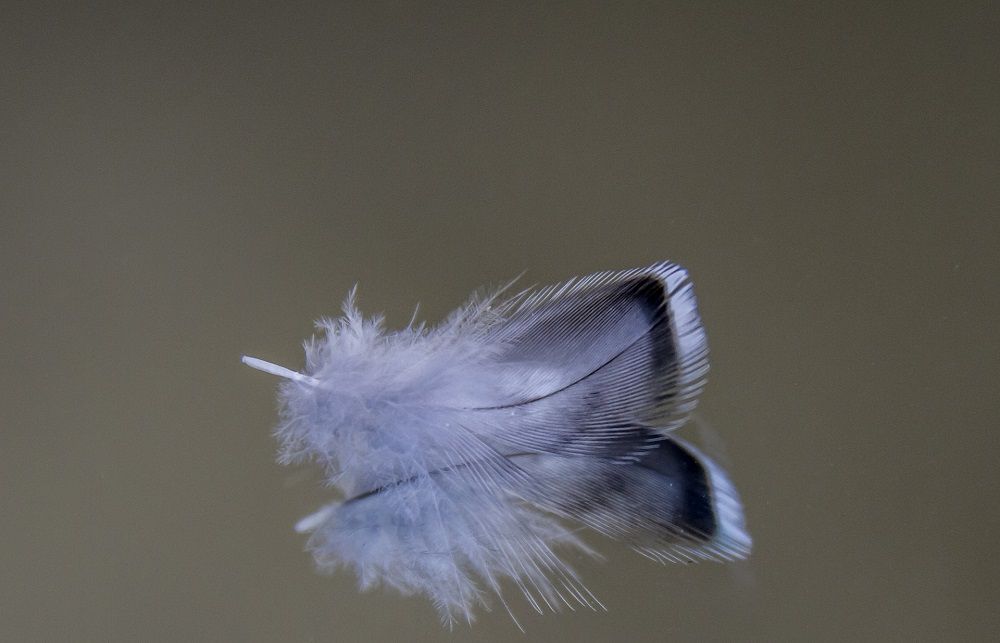 Small downy feather from budgie parakeet | Budgie molting, what to do?