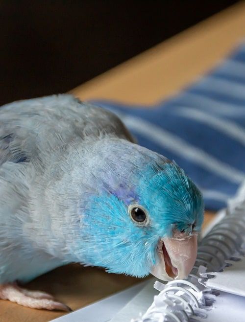 Blue parrotlet (Forpus) chewing on a spiral notebook.