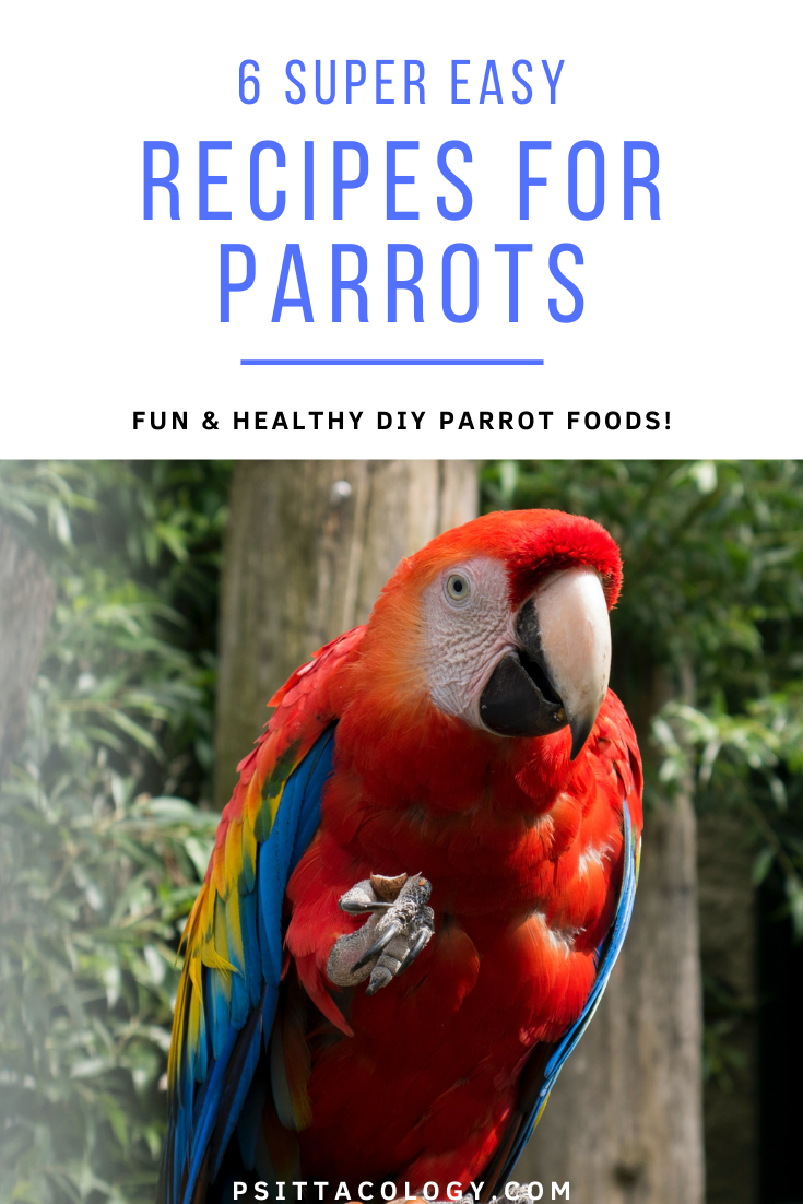 Macaw parrot holding food | Recipes for parrots