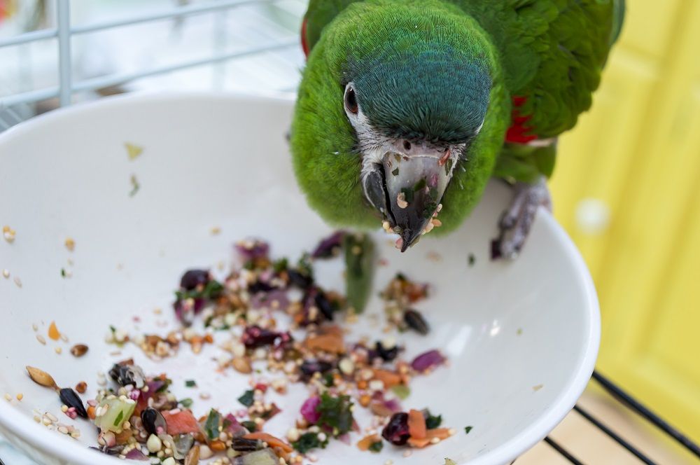 Macaw parrot feeding from a bowl of chopped foods.