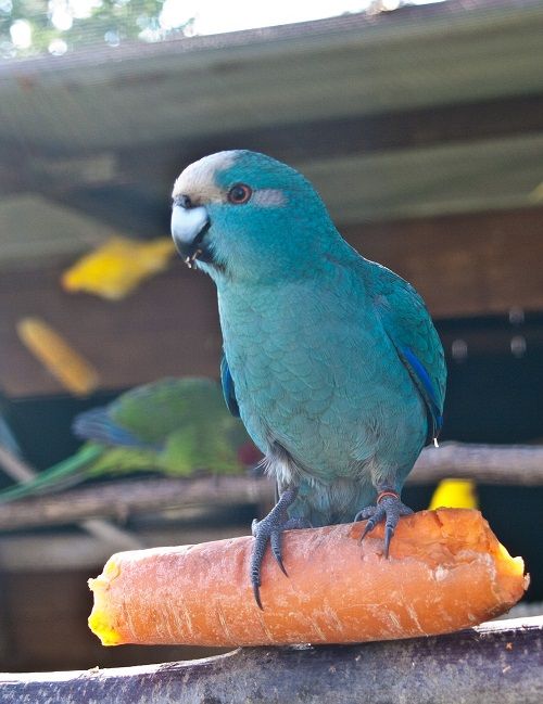 Kakariki parrot sitting on top of a gnawed carrot.