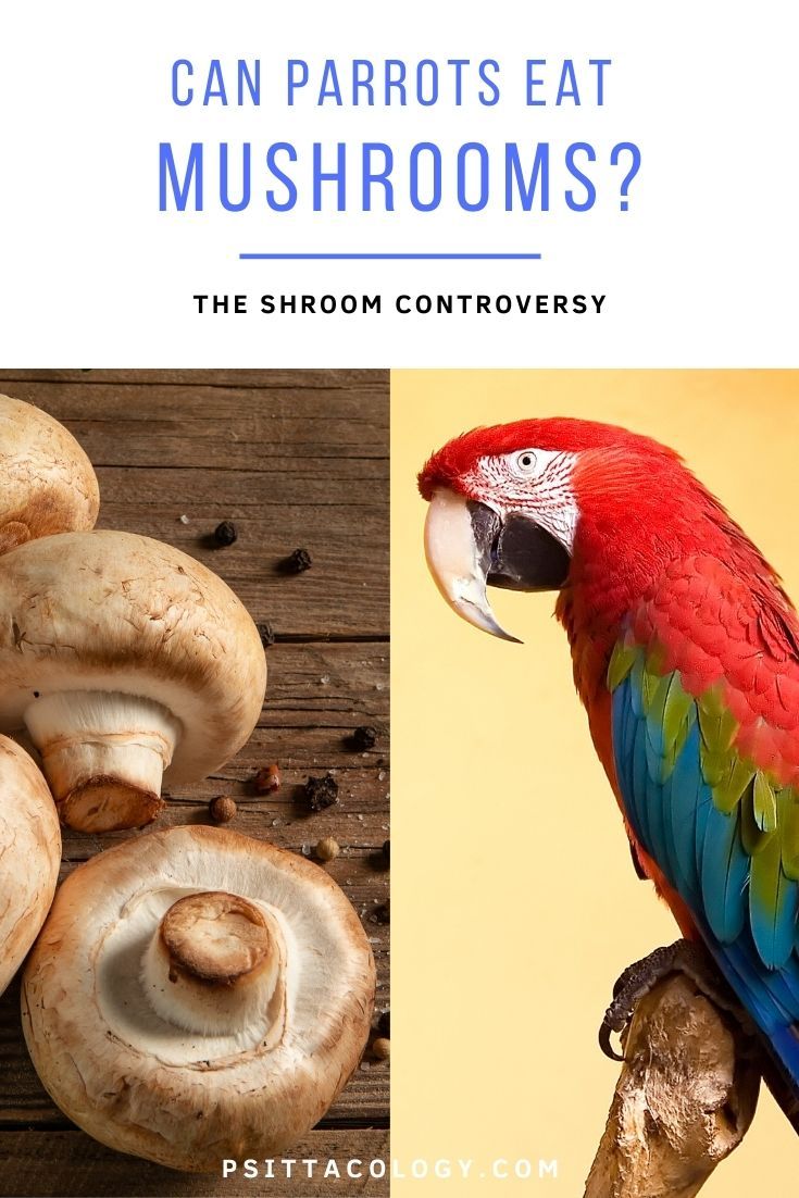 Photo of button mushrooms next to photo of macaw parrot with text above saying: Can parrots eat mushrooms? The shroom controversy