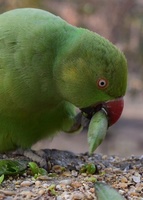 Indian ringneck parrot eating a pea pod. 