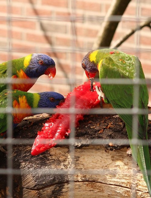 three lorikeet parrots devouring a pointy red bell pepper. 