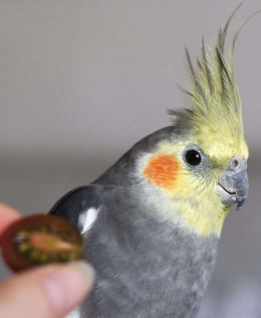 Cockatiel parrot being offered cherry tomato