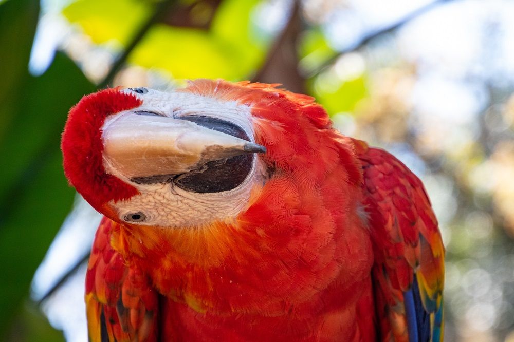 Red macaw parrot with curiously cocked head.
