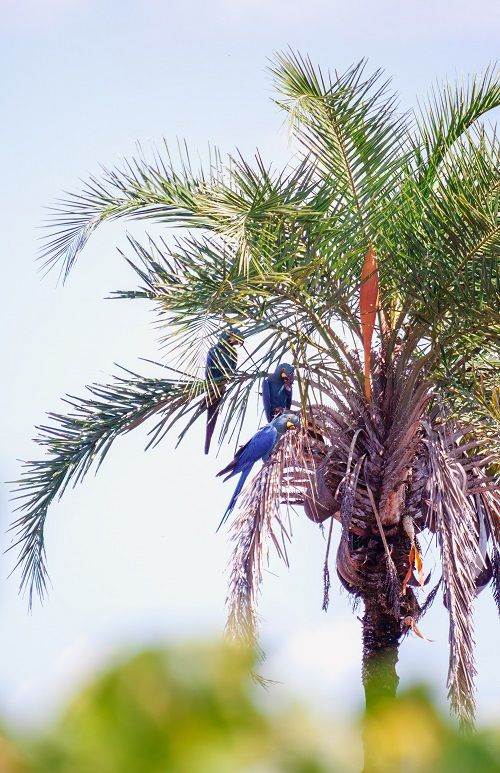 Wild hyacinth macaw parrots in a palm tree.