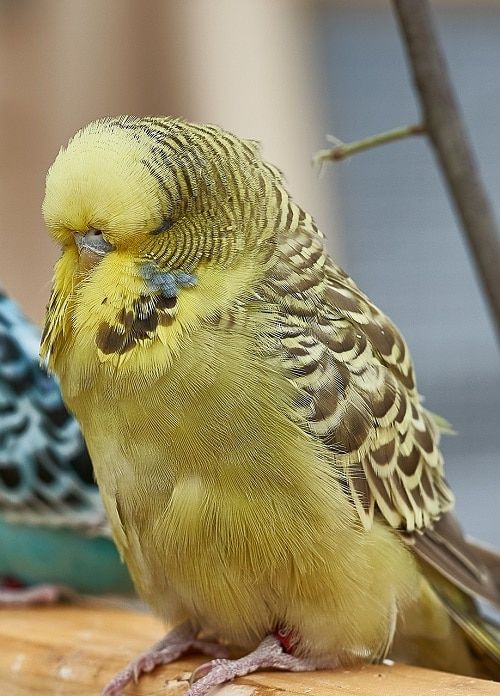 Periquito inglés amarillo (Melopsittacus undulatus)