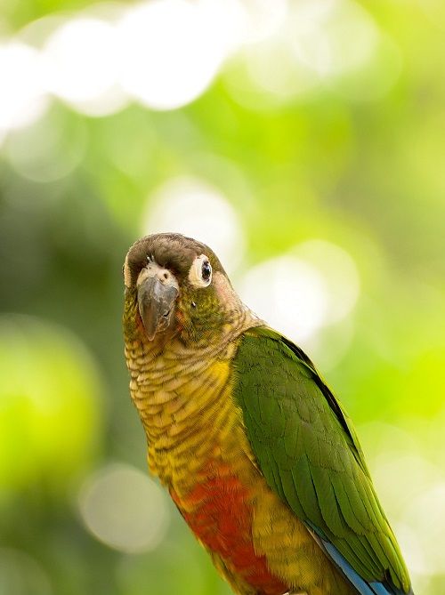 Green cheek conure parrot on green background.