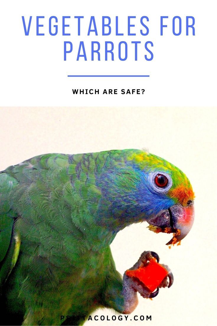 Amazon parrot eating a piece of red pepper with text saying: Vegetables for parrots | Which are safe?