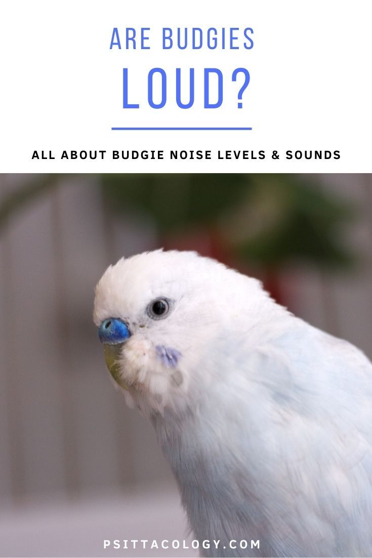 Blue and white male budgie parakeet (Melopsittacus undulatus), a popular pet parrot. | Are budgies loud?