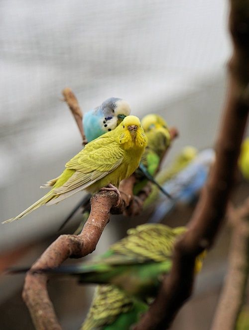 A group of budgies in an aviary perched on branches with a yellow-green female in front.