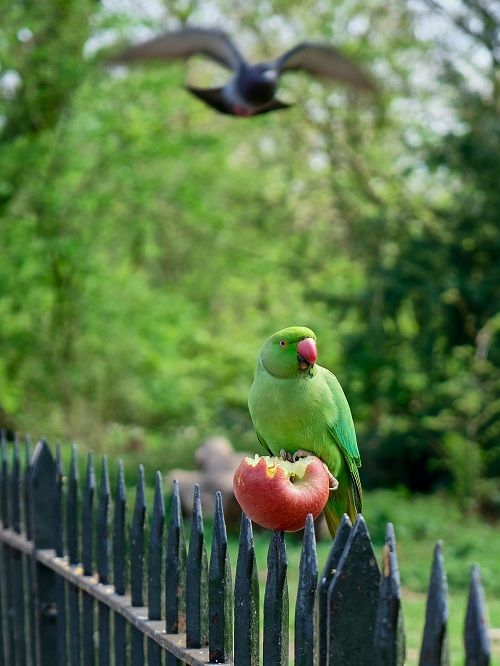 Indian ringneck parrot sitting on a fence eating a whole apple.