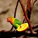 Lovebird parrot pictured next to a slice of orange.