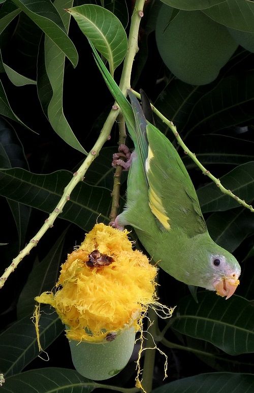 Small green parrot hanging upside down eating a green mango.