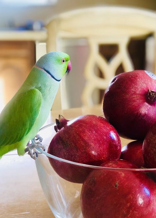Indian ringneck parrot sitting on a glass fruit bowl filled with pomegranates.