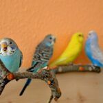 Four budgie parakeets (Melopsittacus undulatus), a popular pet parrot. | Are budgies loud?