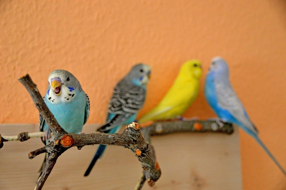 Four budgie parakeets (Melopsittacus undulatus), a popular pet parrot. | Are budgies loud?