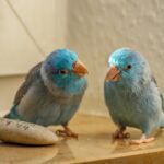 Two blue Pacific parrotlets (Forpus coelestis)