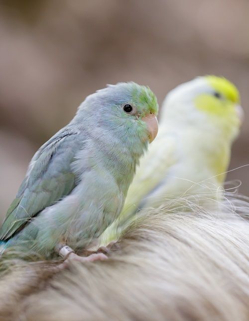 One blue and one green (background) Pacific parrotlet (Forpus coelestis) on a person's head.