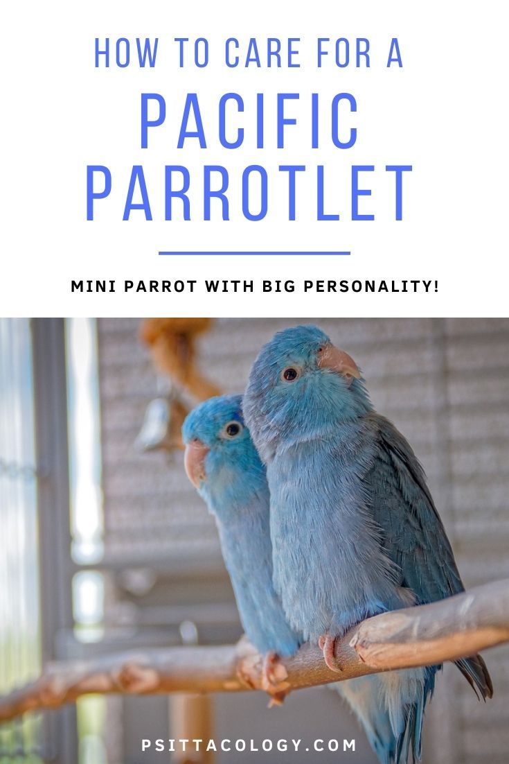Image of two blue Pacific parrotlet parrots with text above saying: How to care for a Pacific parrotlet | Mini parrot with big personality!
