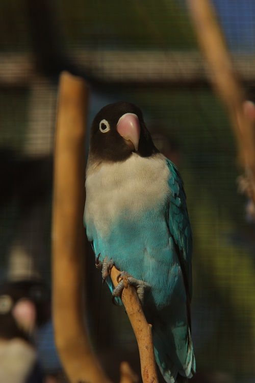 Blue mutation of a yellow-collared lovebird (Agapornis personatus), a popular pet parrot. 