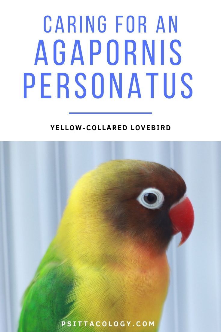 Yellow-collared lovebird (Agapornis personatus), a popular pet parrot. 