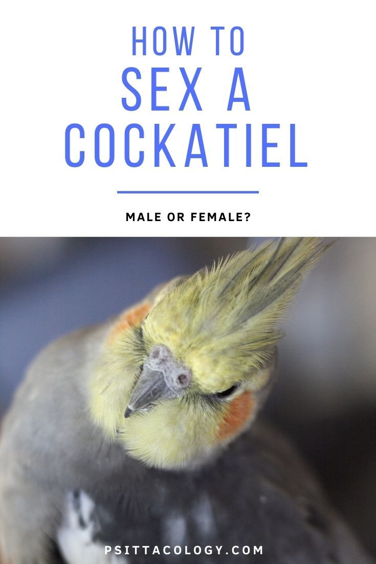 Photo of male wild-type cockatiel parrot with text above it saying: "How to sex a cockatiel | Male or female?"