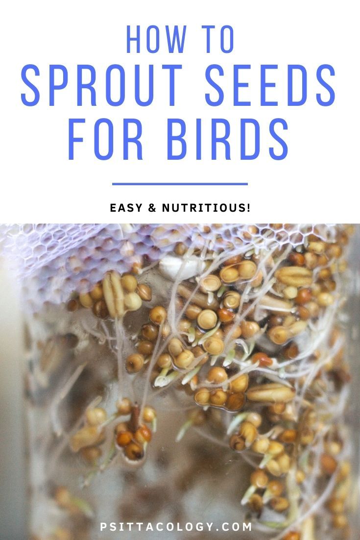 Close-up of sprouted millet seeds with text above saying: "How to sprout seeds for birds | Easy & nutritious!"