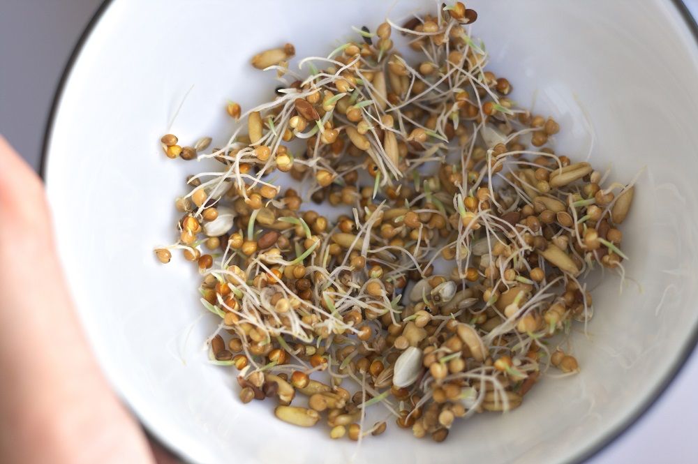Sprouted parrot seed mix.