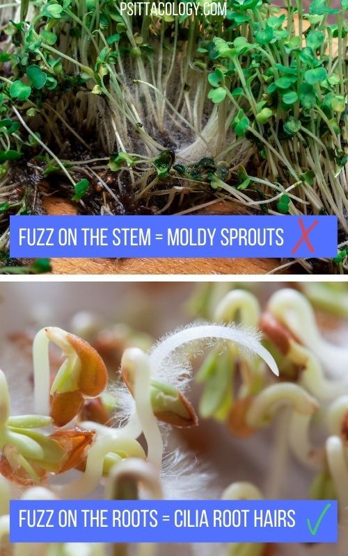 Difference between moldy seed sprouts and feather root hairs.