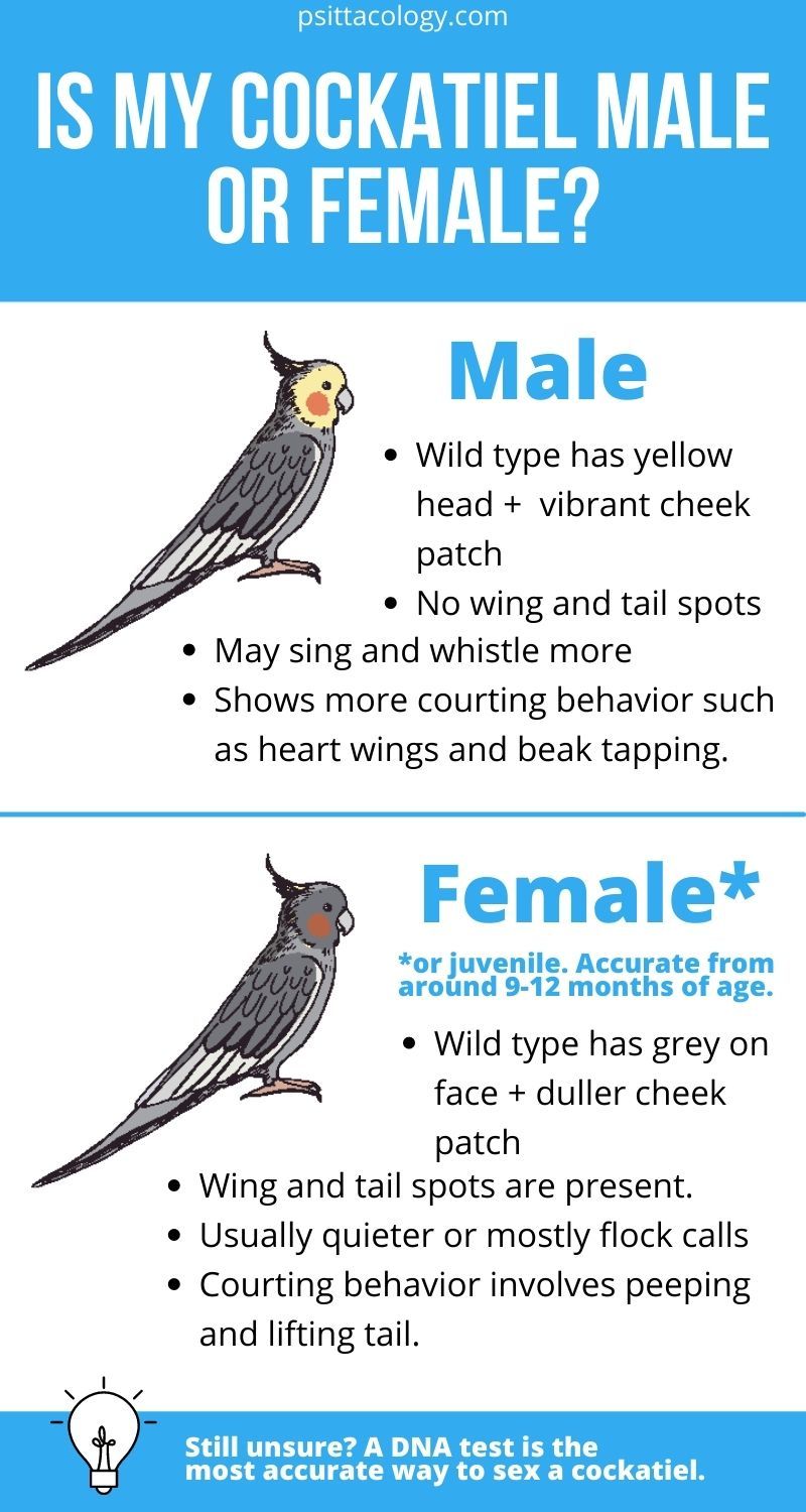 Infographic showing the differences between male and female cockatiels, a popular species of pet parrot.