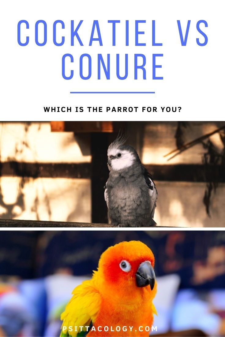 Whiteface cockatiel and sun conure photo comparison | Cockatiel vs conure