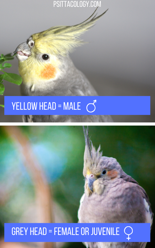 Side by side photos of male and female wild-type cockatiel parrots (Nymphicus hollandicus). 