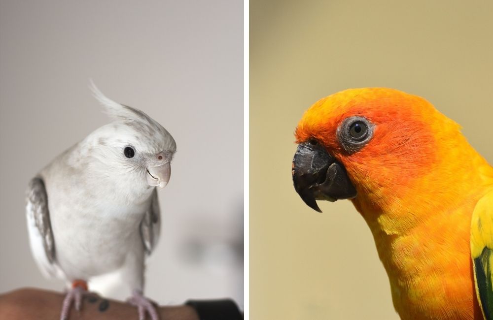White cockatiel and sun conure photos side-by-side.