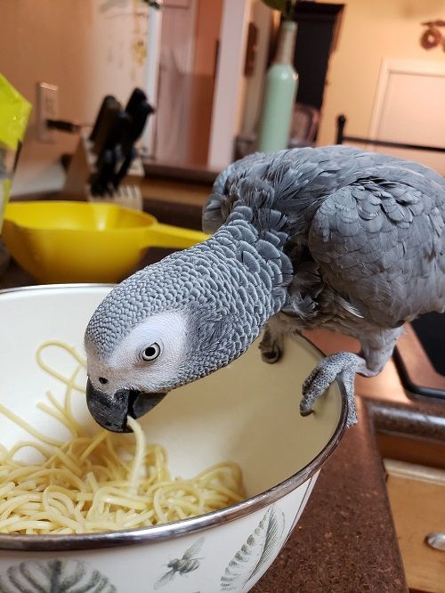 African grey parrot eating cooked spaghetti. 