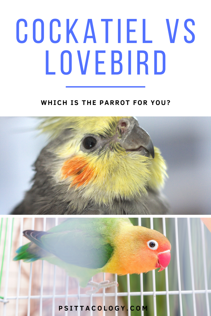 Split image showing a cockatiel parrot (top) and lovebird (bottom with text above saying: "Cockatiel vs lovebird | Which is the parrot for you?"