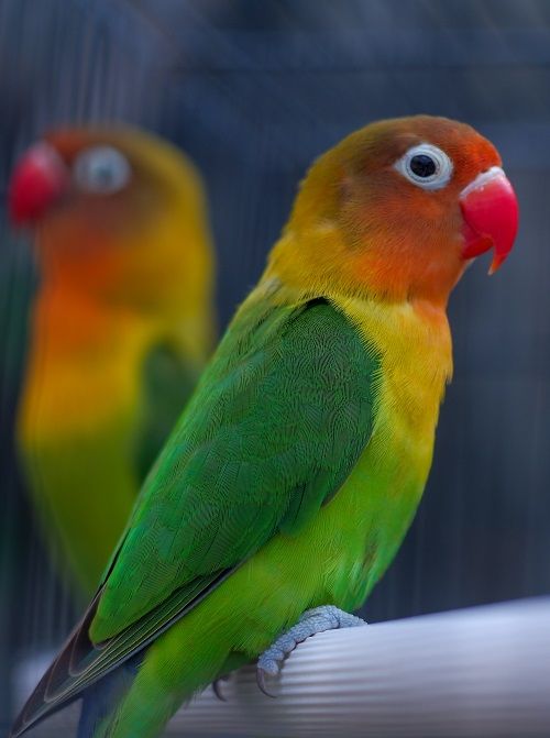 Lovebird or Agapornis, a popular pet parrot
