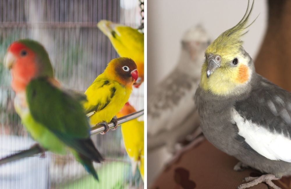 Split photo of lovebirds (Agapornis) and cockatiels (Nymphicus hollandicus).