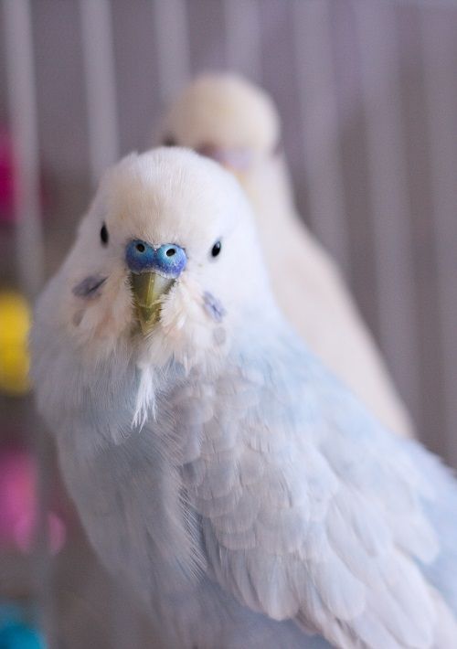 Portrair of blue and white budgerigar parrot