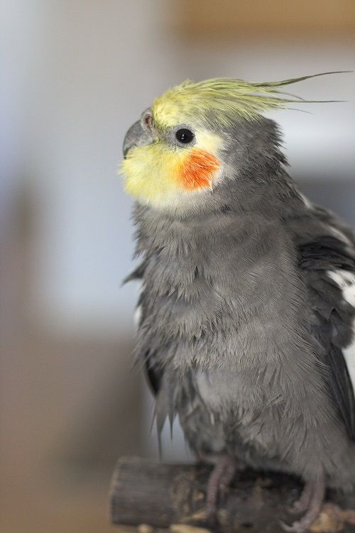 Grey male cockatiel parrot with wet feathers after a bath. 