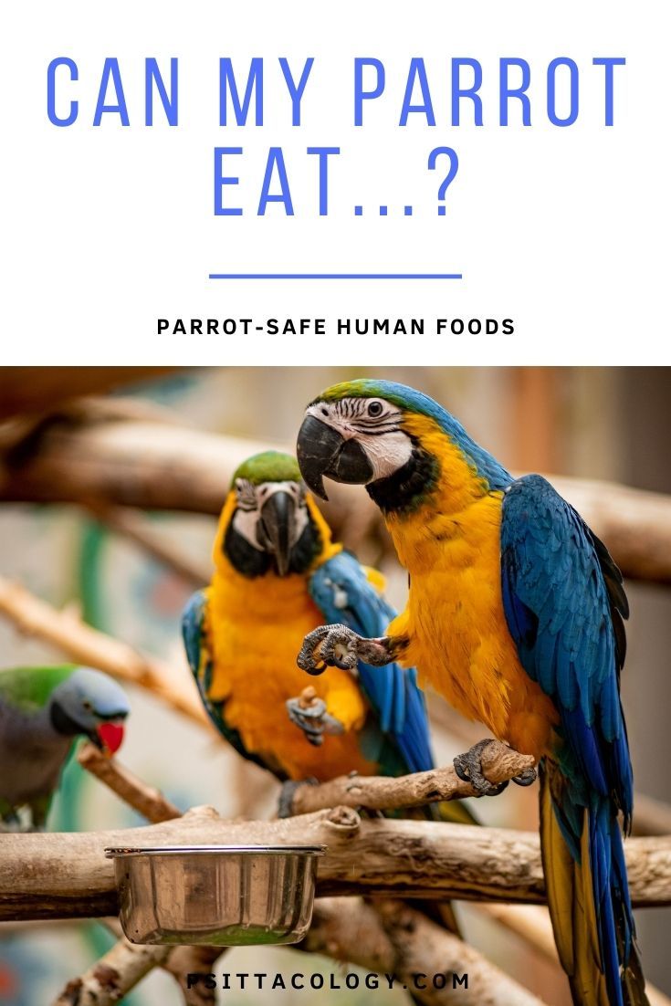 Blue and gold macaws eating | 14 human foods safe for parrots