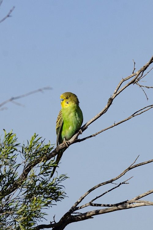 Wild budgerigar parrot sitting in a tree.