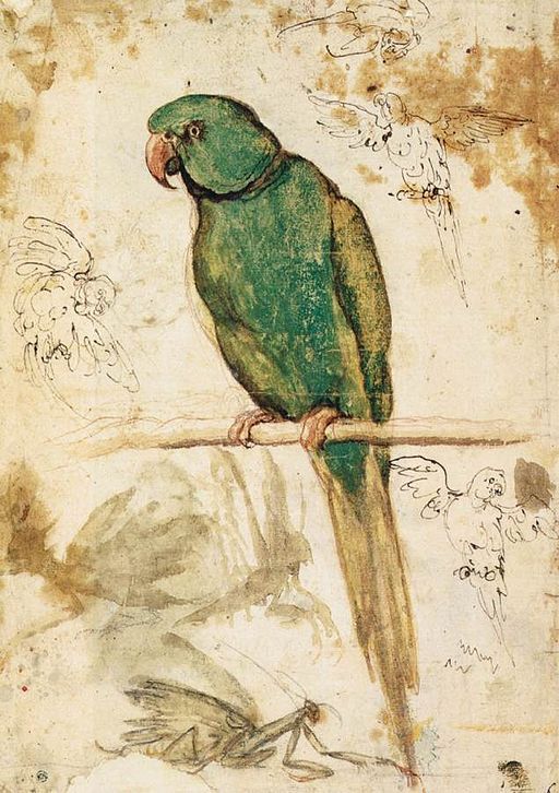 Psittacula parrot painted in the 1500s by Italian painter Giovanni da Udine