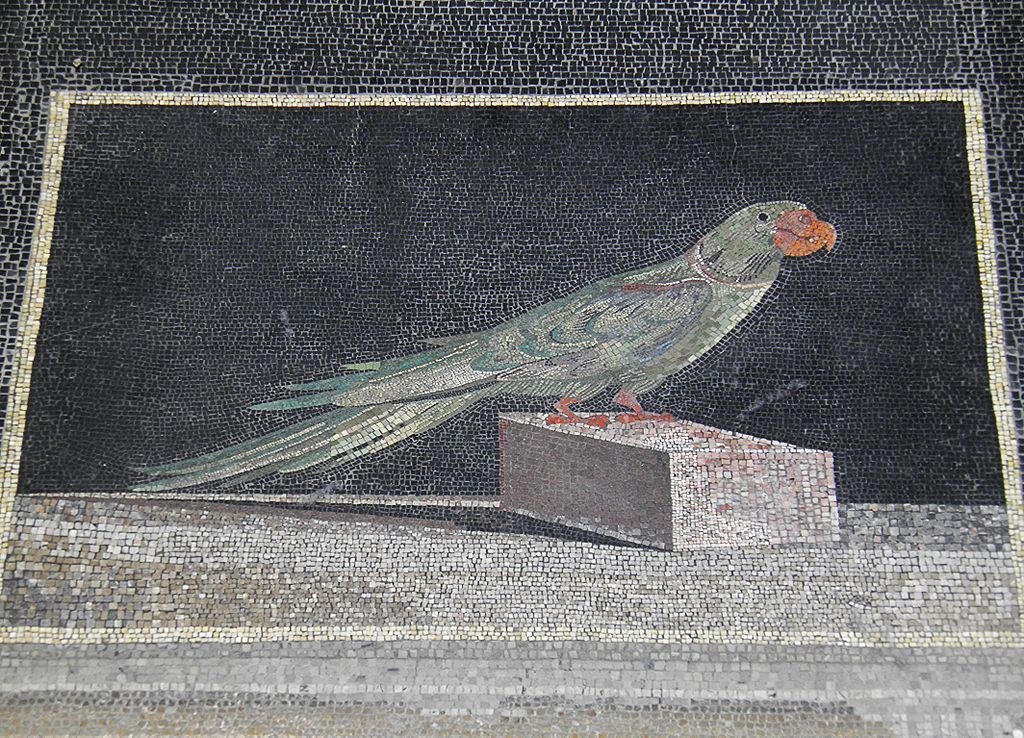 Greek mosaic of Psittacula eupatria parrot.