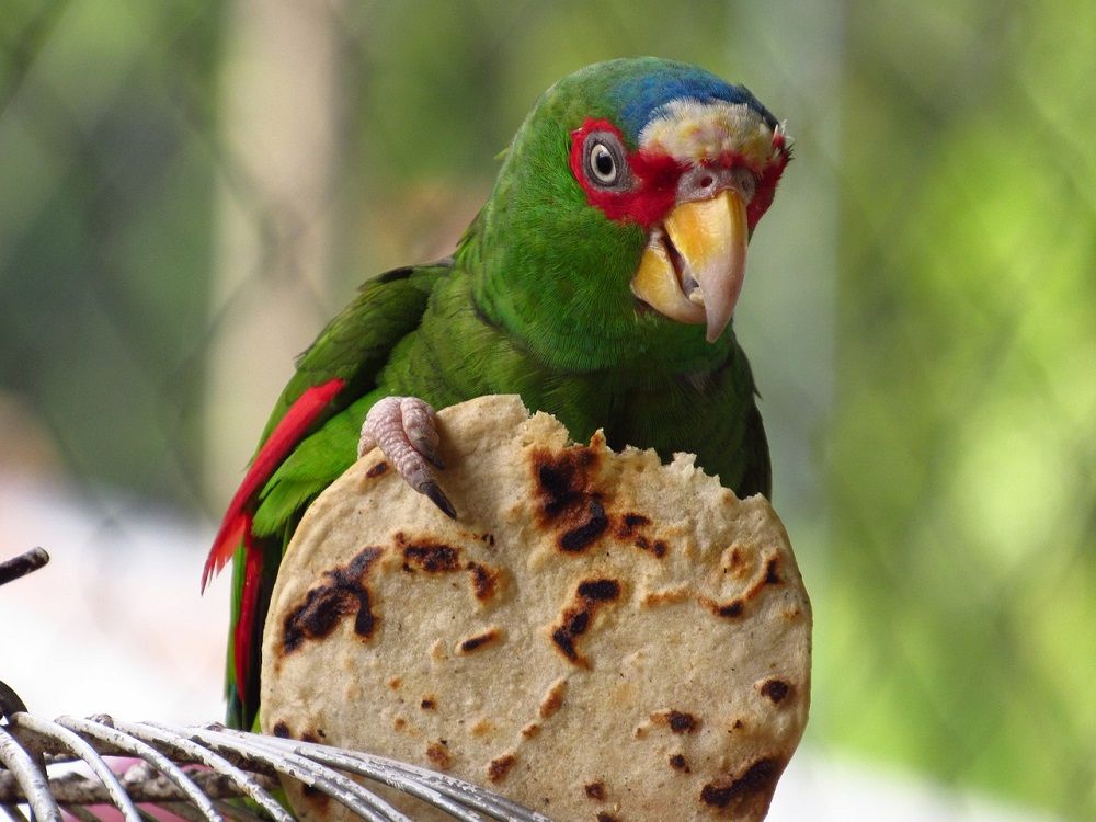 Parrot eating small tortilla.