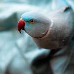 Indian ringneck parrot (Psittacula krameri)