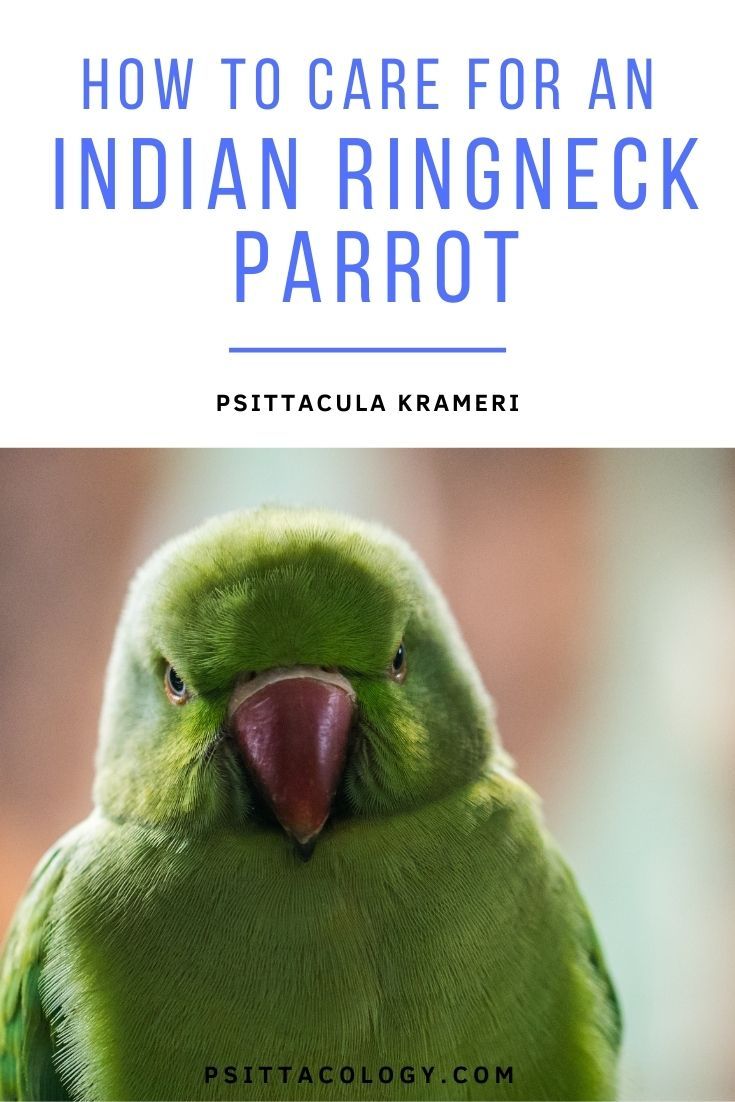Indian ringneck parrot care & info (Psittacula krameri)